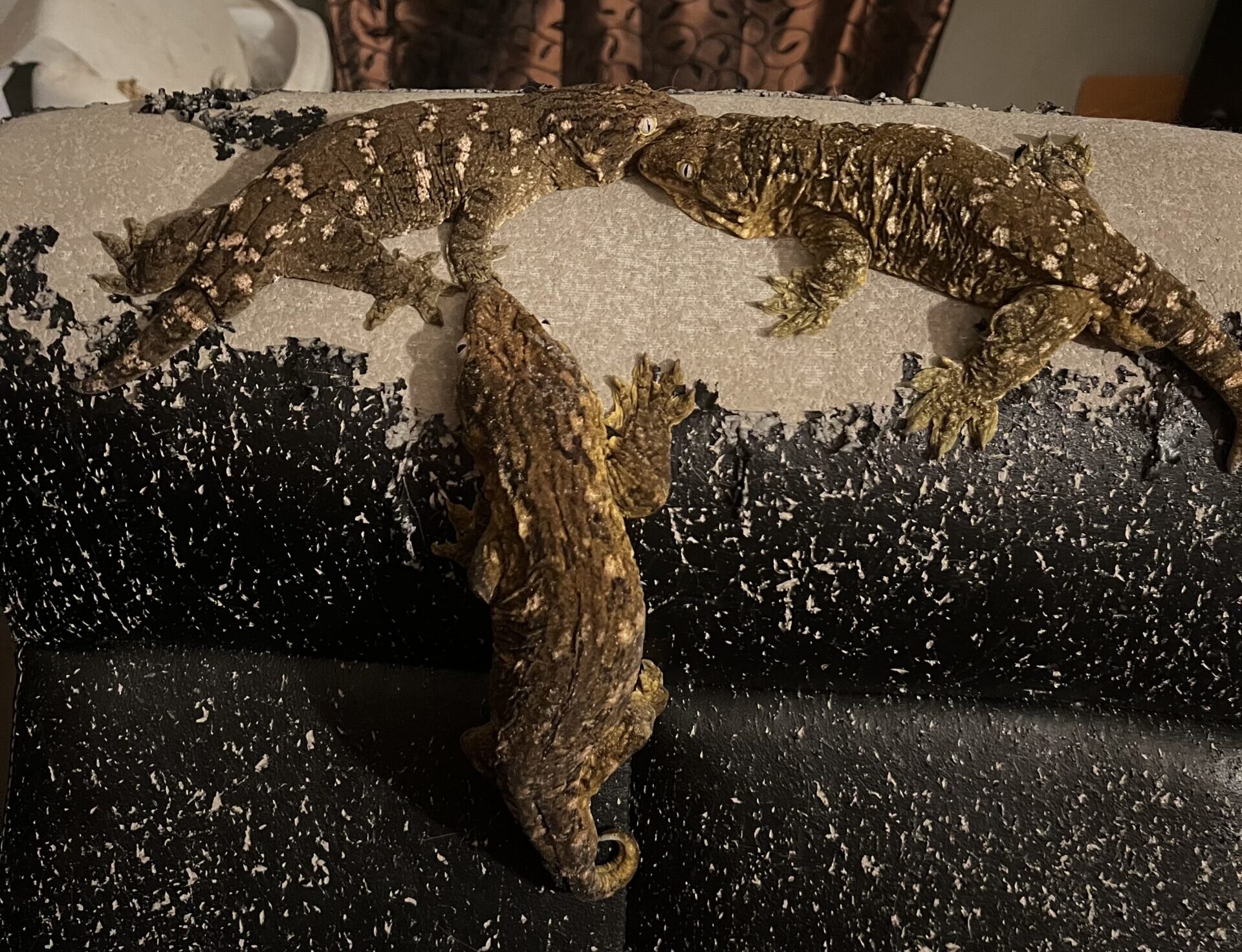 Large geckos