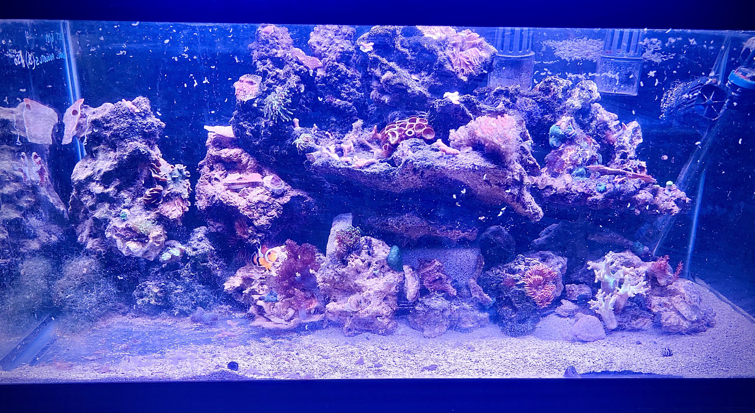 Marine aquarium